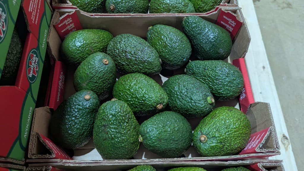 Graded Hass avocados from Iringa ready for market