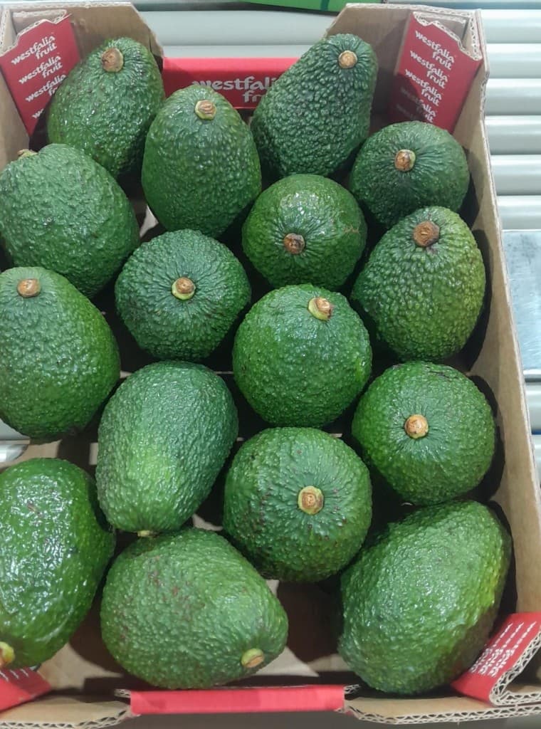 Premium Hass avocados after packing