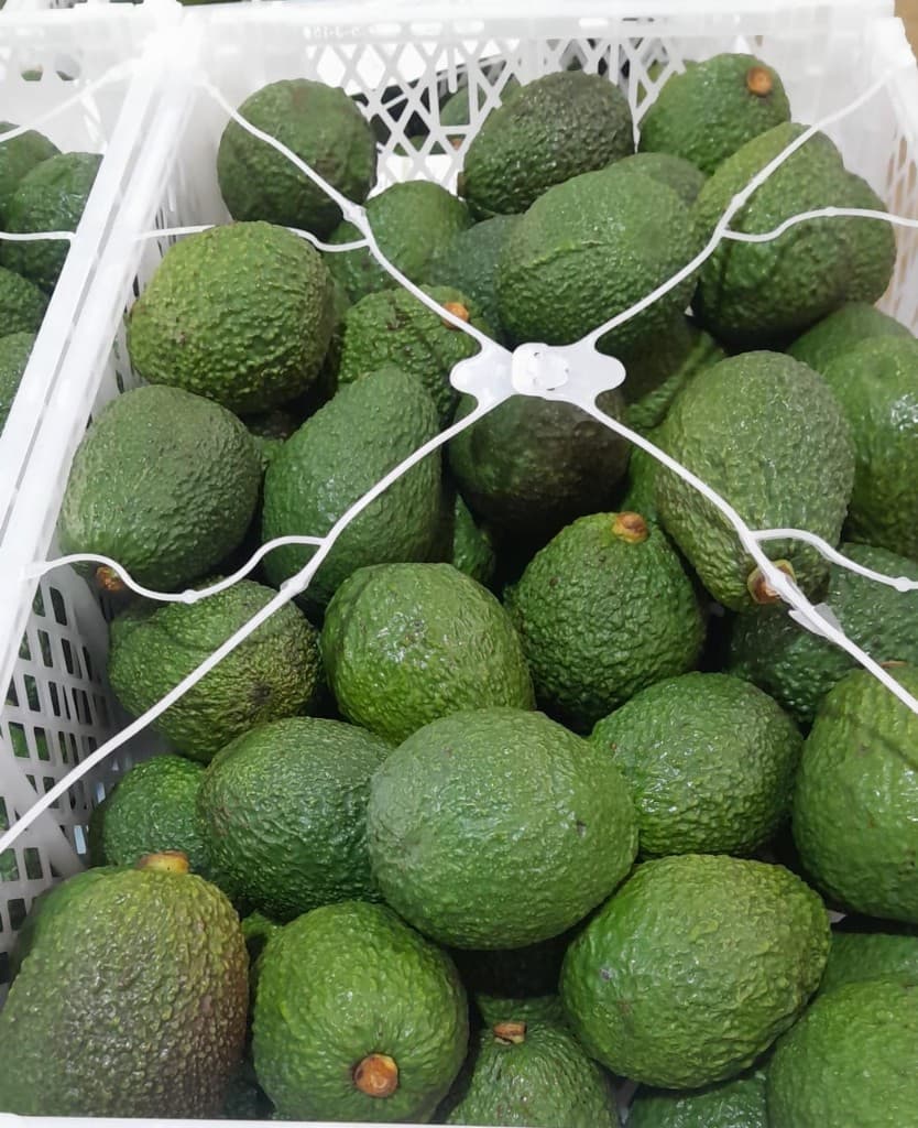 Hass avocados in packing crates