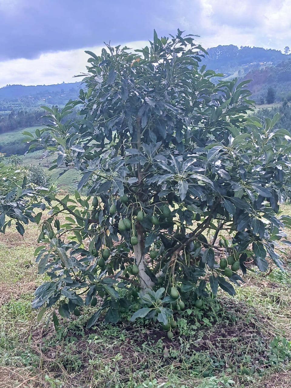 Field worker using a brush cutter among young avocado trees at MUSSGO Farms