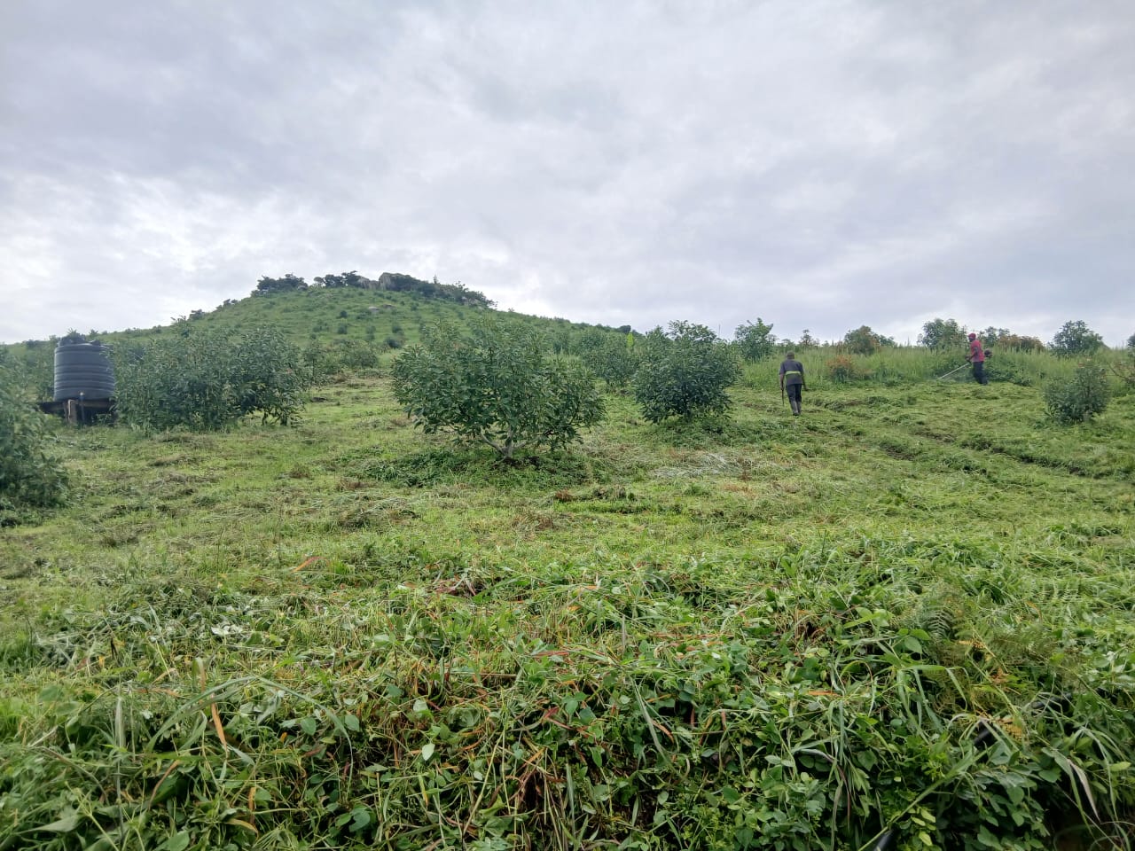 Hass avocado trees on the hillside at MUSSGO Farms, Southern Highlands