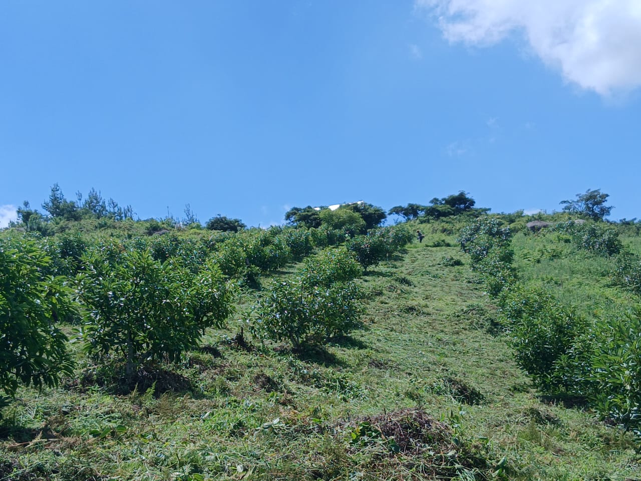 Avocado orchard landscape at MUSSGO Farms in Tanzania's Southern Highlands