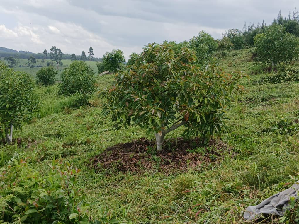 Sustainable farming practices at MUSSGO Farms