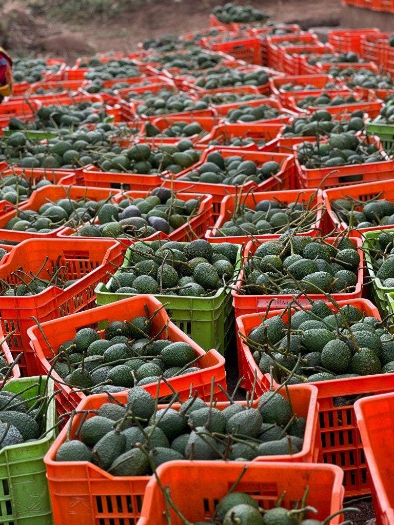 Harvested Hass avocados in field crates