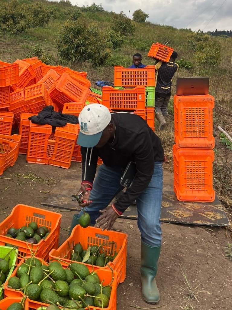 Harvesting Hass avocados by hand