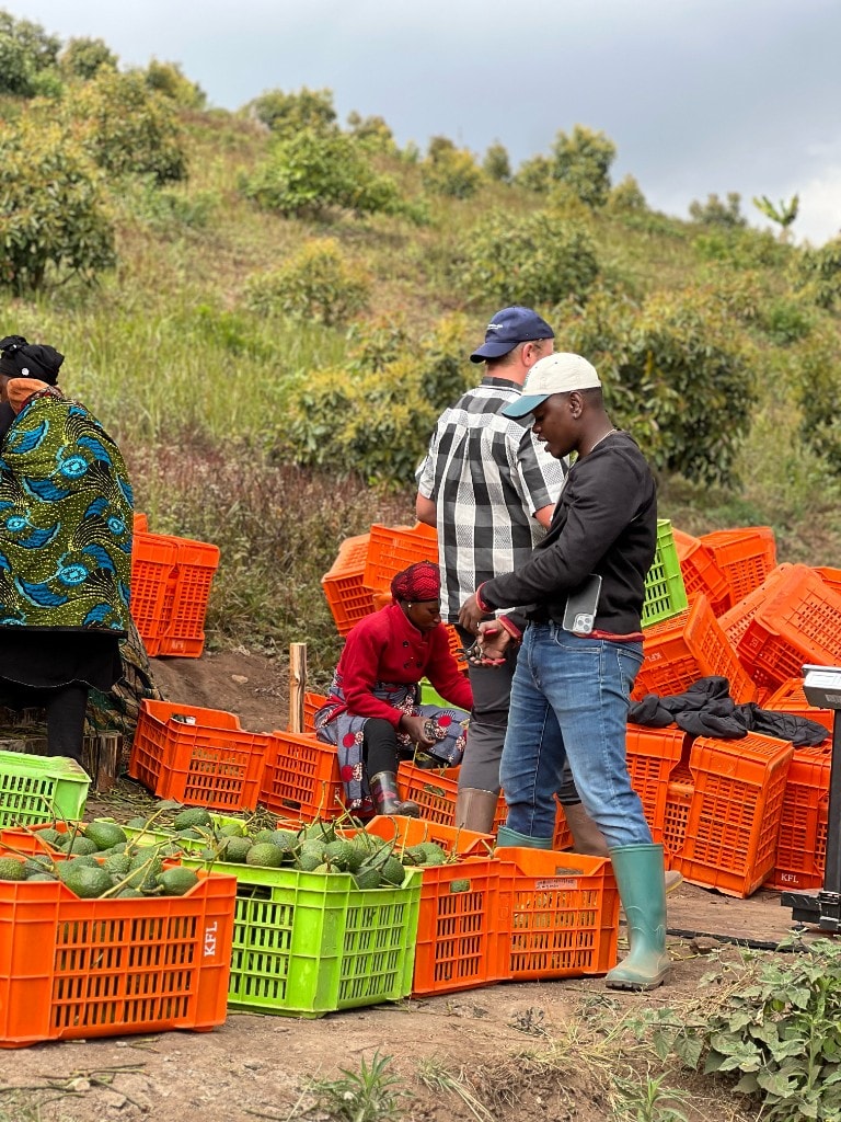 Farm team sorting avocados in the field