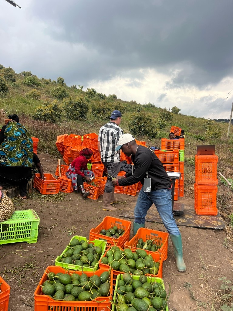 Weighing harvested avocados in the field