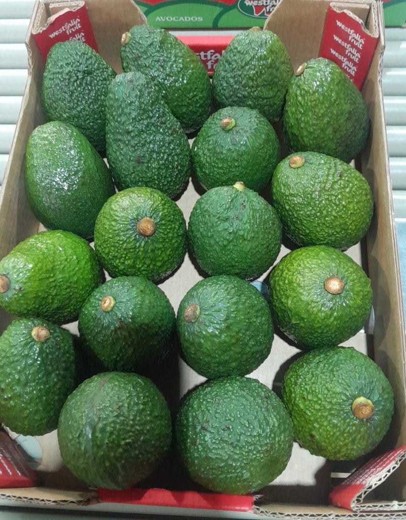 Premium packed Hass avocados from MUSSGO Farms