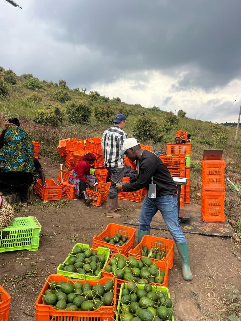 Harvest team weighing Hass avocados in the field at MUSSGO Farms, Mafinga